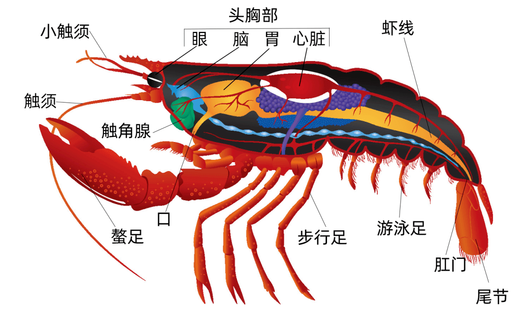 小龙虾头里的是“屎”还是“黄”?能吃吗? 小龙虾头里的是“屎”还是“黄”?能吃吗?