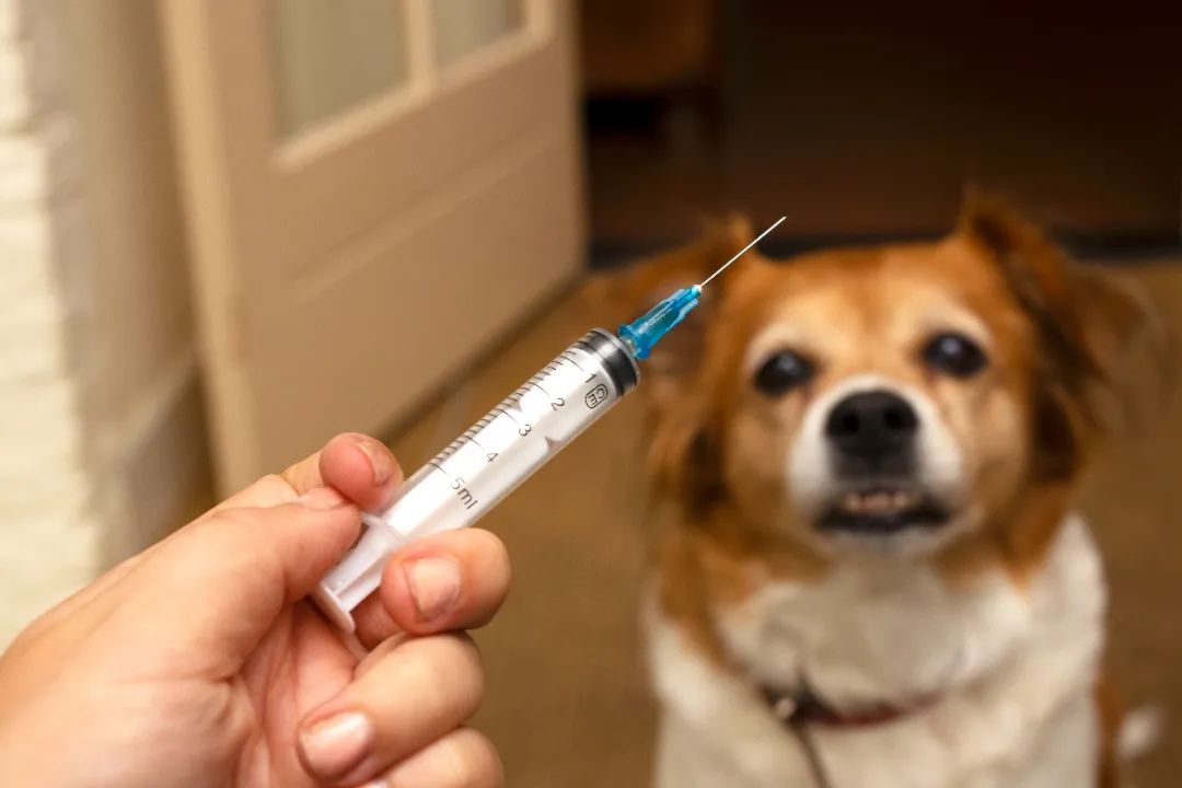 狂犬病预防误区要远离 | 世界狂犬病日 狂犬病预防误区要远离 | 世界狂犬病日