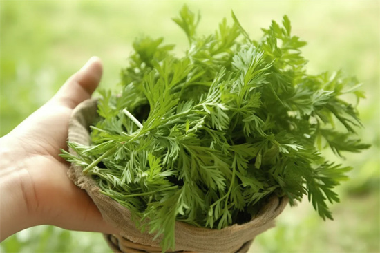 艾草的5大妙用你知道吗? 艾草的5大妙用你知道吗?