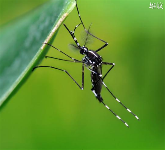 预防登革热,小心白纹伊蚊 预防登革热,小心白纹伊蚊